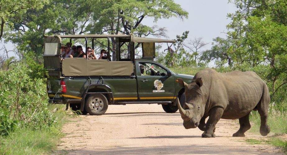 Kruger NP neushoorns Zuid Afrika groepsrondreis 4
